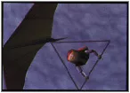 Pilotwings 64 Screenshot